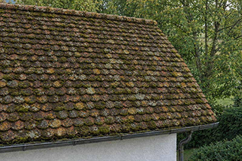 Ziegeldach aus Biberschwanzziegeln, dicht mit Moos und Flechten bewachsen, Moos auch in der Dachrinne
